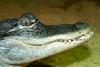 Small American Alligator Flood - american alligator142.JPG