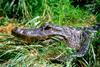 Small American Alligator Flood - new002.jpg