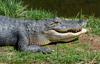 Small American Alligator Flood - gator.jpg