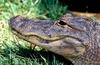 Small American Alligator Flood - american alligator005.jpg