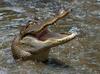 Small American Alligator Flood - Arkansas alligators025.jpg - gator (Alligator mississippiensis)