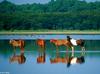 Wild Ponies of Chincoteague Island - Chincoteague Ponies016.jpg