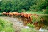 Wild Ponies of Chincoteague Island - Chincoteague Ponies017.jpg