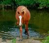 Wild Ponies of Chincoteague Island - Chincoteague Ponies020.jpg