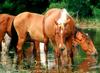 Wild Ponies of Chincoteague Island - Chincoteague Ponies021.jpg