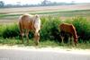 Wild Ponies of Chincoteague Island - Chincoteague Ponies054.jpg