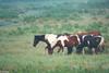 Wild Ponies of Chincoteague Island - apony2.jpg