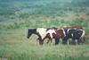 Wild Ponies of Chincoteague Island - apony2.jpg