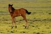 Wild Ponies of Chincoteague Island - Wild Ponies of Assateague Island, Virginia013.jpg