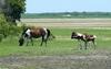 Wild Ponies of Chincoteague Island - Wild Ponies of Assateague Island, Virginia012.jpg