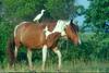 ... of Assateague Island, Virginia014172.jpg and Cattle egret