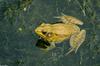 Turtles and Frogs - Green Frog (Rana clamitans melanota)023.JPG