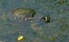 Turtles and Frogs - Yellowbelly Slider (Trachemys scripta scripta)231.JPG