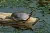 Turtles and Frogs - Eastern Painted Turtle (Chrysemys picta picta)031.JPG