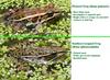 Re: Hey Frog Face! -- pickerel frog vs leopard frog