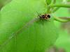 노린재::긴노린재::십자무늬긴노린재 - Tropidothorax cruciger (Motschulsky) - Milkweed bug