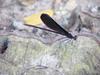 검은물잠자리(Calopteryx atrata)