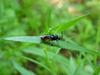이름모를 곤충 --> 동애등에 Ptecticus tenebrifer (Soldier Fly)