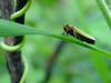 끝검은말매미충 (Bothrogonia japonica Ishihara)
