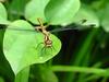 잠자리::두점박이좀잠자리(Sympetrum eroticum Selys) 암컷