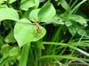 잠자리::두점박이좀잠자리(Sympetrum eroticum Selys) 암컷