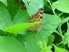 네발나비 (북한명: 노랑수두나비) - Polygonia c-aureum (Linnaeus, 1758)