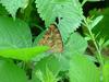 네발나비 (북한명: 노랑수두나비) - Polygonia c-aureum (Linnaeus, 1758)