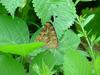 네발나비 (북한명: 노랑수두나비) - Polygonia c-aureum (Linnaeus, 1758)