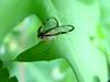 매미충::신부날개매미충(Euricania clara KATO)