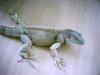 Green Iguana