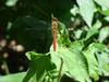 고추좀잠자리(Sympetrum depressiusculum) 수컷