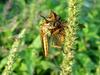 대형 등에를 포식하는 왕파리매 (Cophinopoda chinensis)