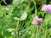 배추흰나비(Artogeia rapae Linnaeus) - Common Cabbage White