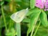 배추흰나비(Artogeia rapae Linnaeus) - Common Cabbage White