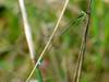 이름모를 실잠자리 --> 아시아실잠자리 수컷 Ischnura asiatica (Asiatic Bluetail Damselfly)