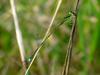 이름모를 실잠자리 --> 아시아실잠자리 수컷 Ischnura asiatica (Asiatic Bluetail Damselfly)