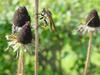 왕파리매(Cophinopoda chinensis) - Chinese King Robber Fly