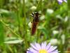 왕파리매(Cophinopoda chinensis) - Chinese King Robber Fly