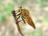 [일산 강선아파트] 왕파리매(Cophinopoda chinensis) - Chinese King Robber Fly