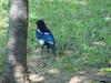 까치 (Pica pica) - Black-billed Magpie