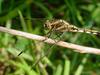 잠자리 - 밀잠자리(Orthetrum albistylum speciosum Uhler) 암컷