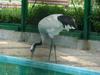 두루미 (Grus japonensis) - Red-crowned Crane