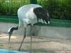 두루미 (Grus japonensis) - Red-crowned Crane