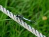 잠자리 - 밀잠자리(Orthetrum albistylum speciosum Uhler) 수컷