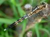 밀잠자리(Orthetrum albistylum speciosum Uhler) 암컷