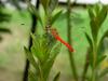 잠자리 - 여름좀잠자리(Sympetrum darwinianum) 수컷