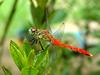 잠자리 - 여름좀잠자리(Sympetrum darwinianum) 수컷