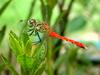 잠자리 - 여름좀잠자리(Sympetrum darwinianum) 수컷