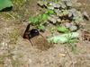 벌 종류의 땅굴 파기, 그리고 실베짱이? 묻기. -- 홍다리조롱박벌 Isodontia  harmandi (Sphecide Wasp)