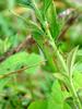 메뚜기 종류 --> 벼메뚜기 Oxya chinensis (Chinese Rice Grasshopper)???